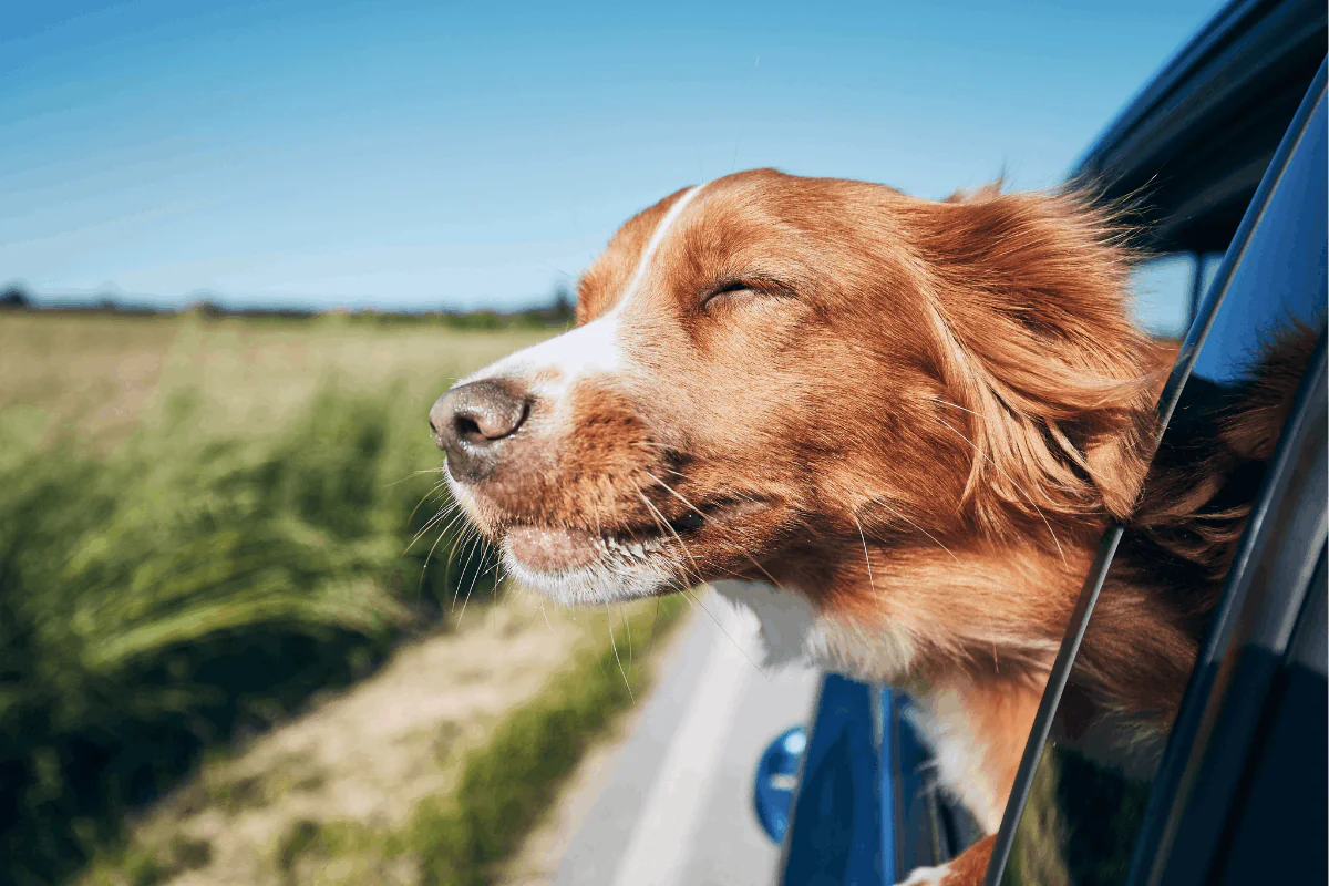 MUDARSE A LA COSTA DEL SOL DESDE EL EXTRANJERO: LA GUÍA LOGÍSTICA QUE NADIE TE DA 4 PERRO ASOMADO POR LA VENTANA DE UN COCHE EN CARRETERA — TRANSPORTE DE MASCOTAS EN MUDANZAS INTERNACIONALES A MÁLAGA
